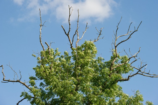 Das Eschentriebsterben wird durch einen invasiven Pilz verursacht.  | Foto: Patrick Pleul