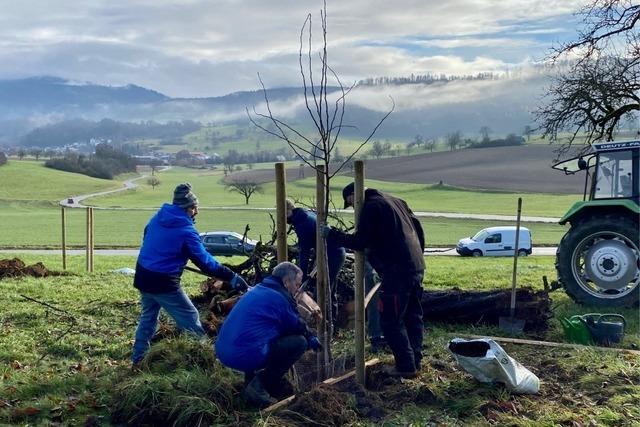 Ehrenamtliche pflanzen 25 neue Streobstbume in Kappel-Tannenkirch