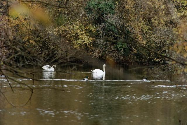 Protest gegen Plne fr den Rheinwald bei Wyhl und Weisweil und das Bemhen des Landes um Akzeptanz