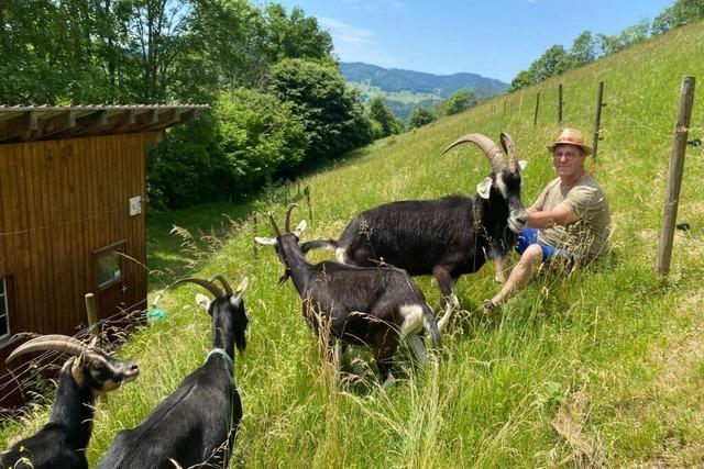 Biosphrengebiet Schwarzwald untersttzt Ziegenbetriebe im Sdschwarzwald mit neuem Programm