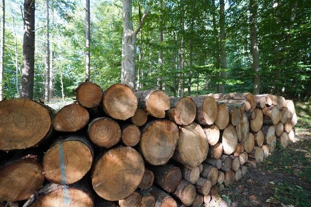 Weniger Schadholz im Gemeindewald Friesenheim – der wird weiter klimaresistent umgebaut
