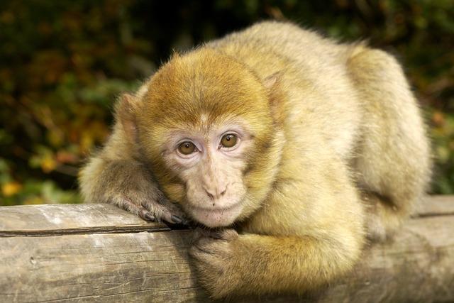 Sie halten sich fr polyamor? Dann fragen Sie mal ein Soayschaf