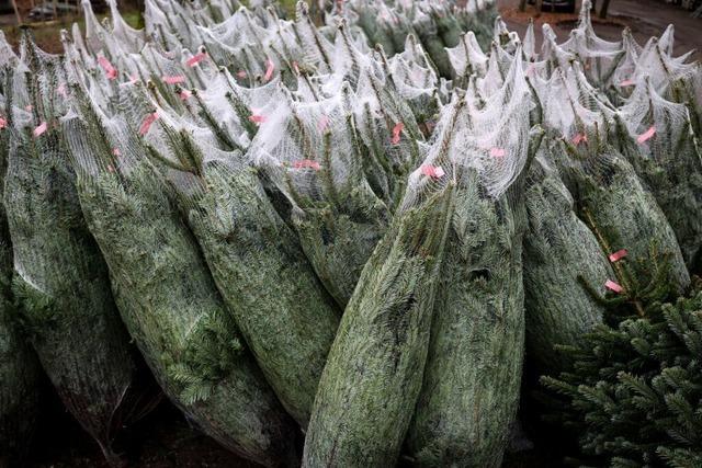 Welcher Weihnachtsbaum soll es werden: ko, im Topf, aus Plastik oder gemietet?