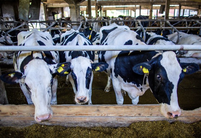 Preissenkungen f&uuml;r Milchprodukte ...vielen Landwirten Sorgen. (Archivbild)  | Foto: Jens B&uuml;ttner/dpa