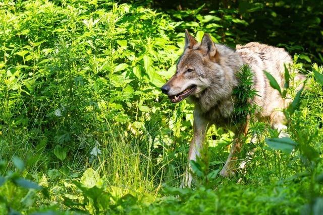 Wolf reit Hirschkhe in der Ortenau – Herkunft noch unklar