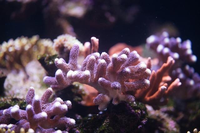 Der Zoo Basel komplettiert den Lebensraum Korallenriff