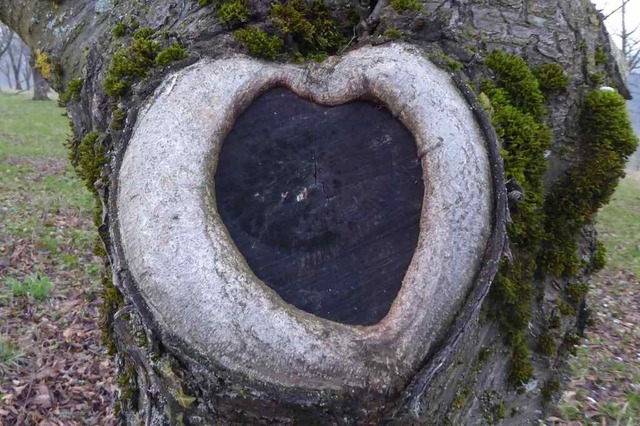 Ein verletztes Baumherz macht den Baum anfllig fr Krankheiten.  | Foto: Heinz Scholz