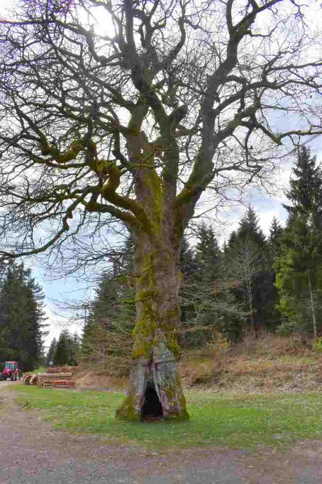 An der Eiche wurde mehrmals Feuer gele... Eiche sind noch Brandspuren zu sehen.  | Foto: Heinz Scholz