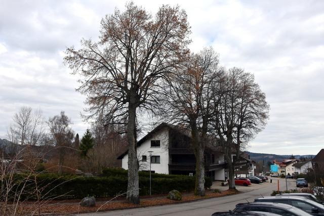 Hchenschwand lsst drei groe Ahornbume fllen und sperrt Strae fr eine Woche