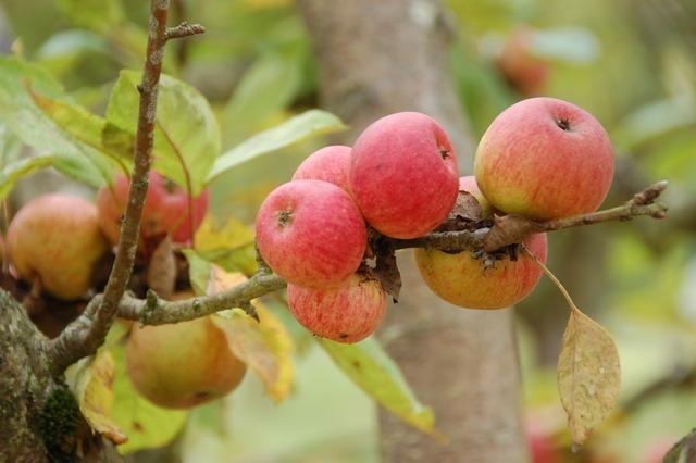 Lesetipp im Advent: "Apfelzeit am Deich" von Frieda Lamberti
