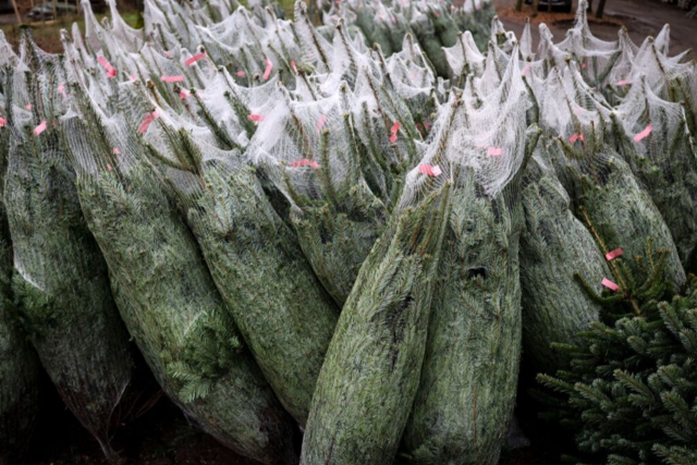 Welcher Weihnachtsbaum soll es werden: ko, im Topf, aus Plastik oder gemietet?