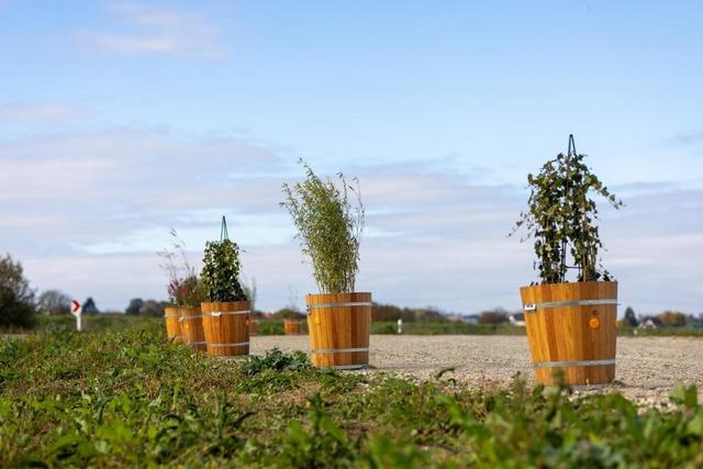 Allmannsweierer Blumenkbel in den Tagesthemen: Nur wenige reden