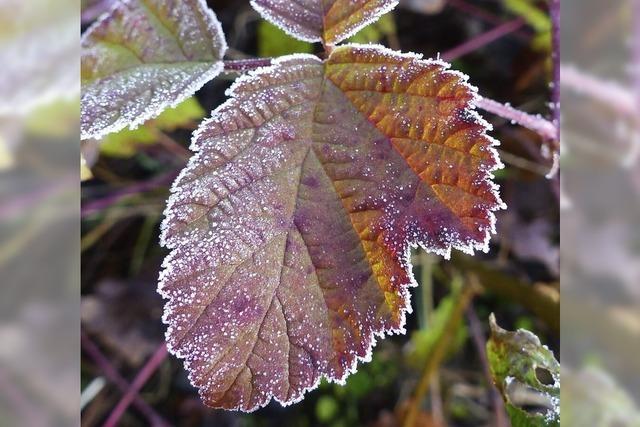 Eiskristalle im Rheinwald