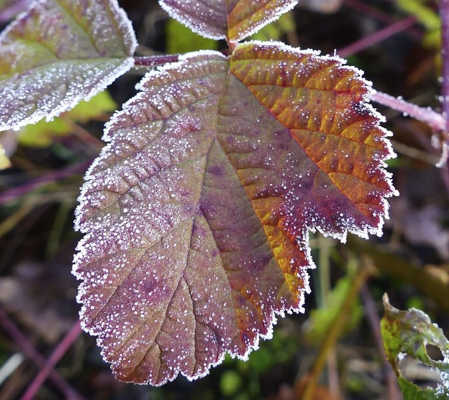   | Foto: Dirk Sattelberger