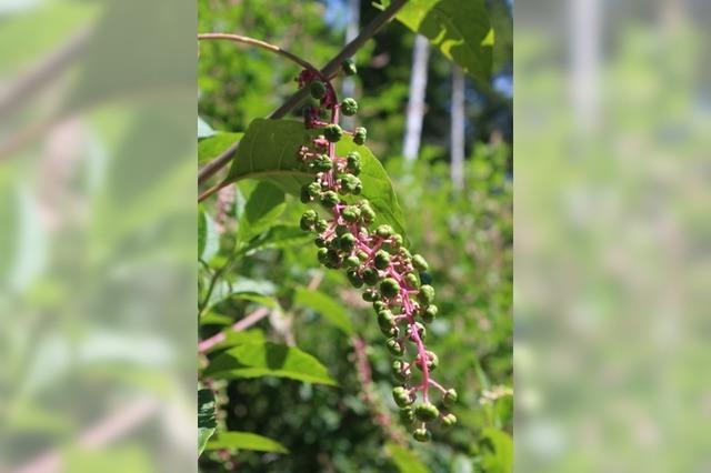 Die giftige Kermesbeere breitet sich in Lahr aus - was tun gegen die invasive Art?