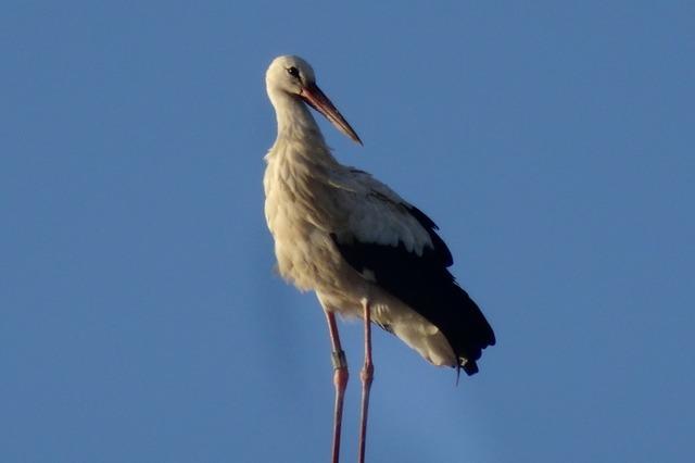 Das traurige Ende einer auergewhnlichen Reise - Storch Frankie aus Kirchzarten ist tot