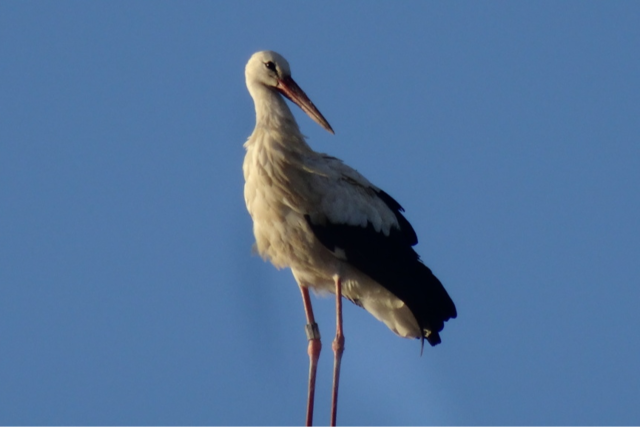 Das traurige Ende einer auergewhnlichen Reise - Storch Frankie aus Kirchzarten ist tot