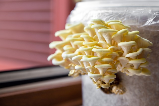 Wer Pilzen schon immer mal beim Wachse...Pilzanzucht-Boxen ein tolles Geschenk.  | Foto: Copyright: xDreamstimexPasiphaex