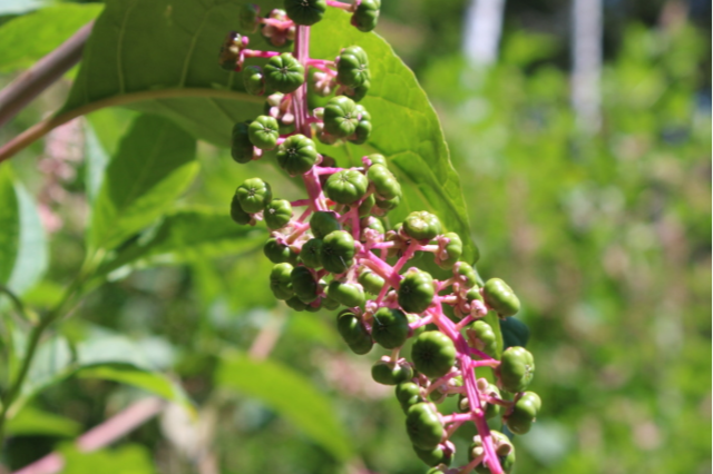 Die giftige Kermesbeere breitet sich in Lahr aus - was tun gegen die invasive Art?