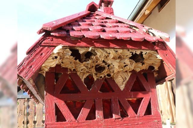 Der Nabu-Grafenhausen erklrt,  warum im Winter Wespennester entfernt werden drfen