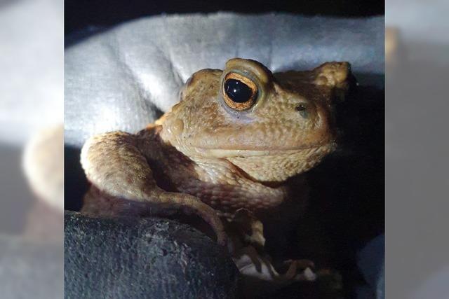 Positive Bilanz zur Amphibienwanderung in Lahr-Sulz