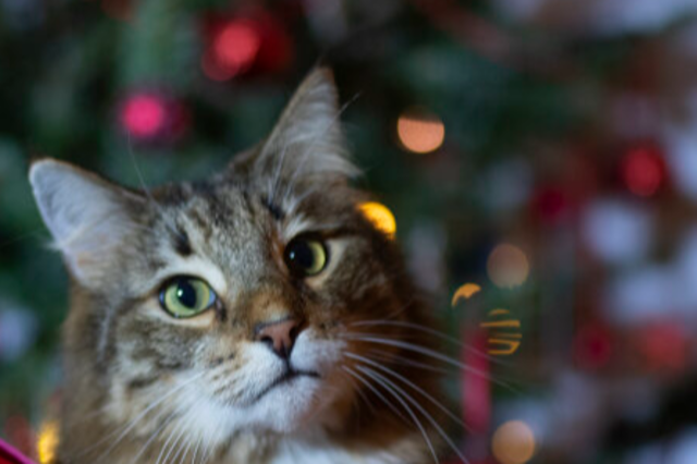 Warum das Scherzinger Tierheim zu Weihnachten keine Tiere vermittelt