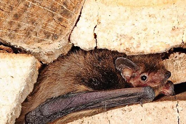 Im Kaminholz k�nnten Flederm�use sitzen