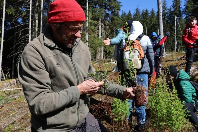 Gro�, gr��er, am gr��ten: Die XXL-Rekord-Wei�tanne steht in Todtmoos