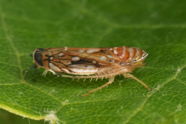 Rebkrankheit Goldgelbe Vergilbung erreicht das Markgr�flerland