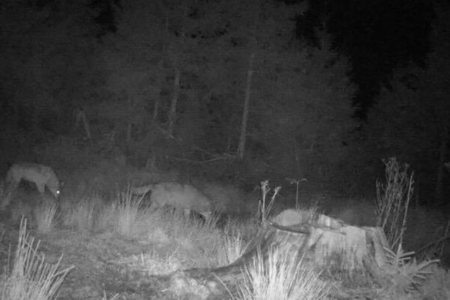 Ein Foto, zwei W�lfe: K�nnte es bald wieder ein Rudel im Schwarzwald geben?